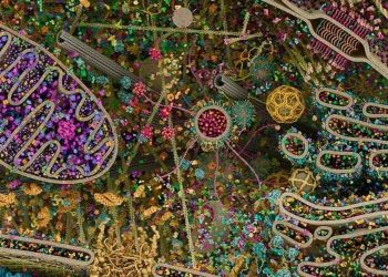 Hình chụp bên trong một tế bào của con người