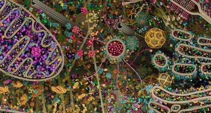 Hình chụp bên trong một tế bào của con người