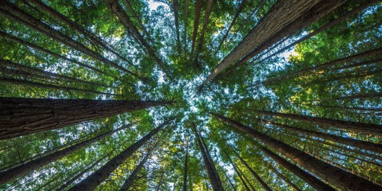 “Cây”: kỳ diệu quá!