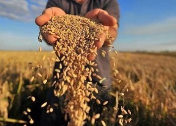 Nông dân trồng lúa và An ninh lương thực