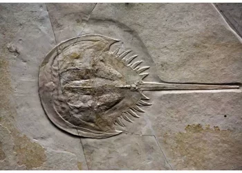 Con sam (Horseshoe crab) đã chứng minh rằng thuyết tiến hóa là sai.