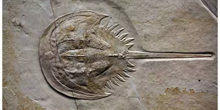 Con sam (Horseshoe crab) đã chứng minh rằng thuyết tiến hóa là sai.