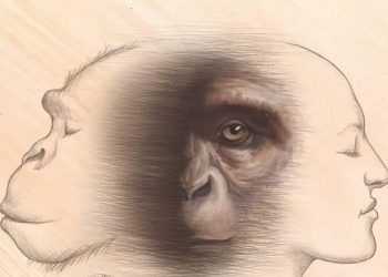 Nguồn gốc loài người