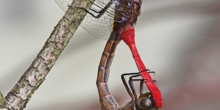 Đây là hai con chuồn chuồn đang giao phối.