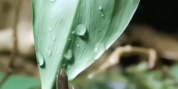 Bằng Chứng Cho Sự Sáng Tạo