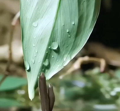 Bằng Chứng Cho Sự Sáng Tạo