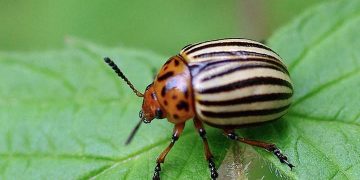 Côn trùng, chim chóc và trật tự vĩ đại không thể là sự tình cờ.