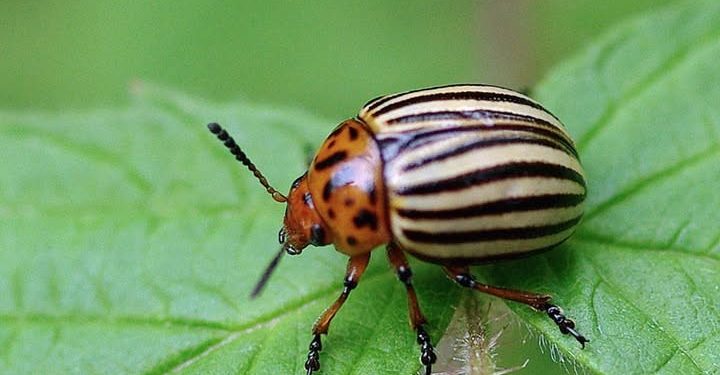 Côn trùng, chim chóc và trật tự vĩ đại không thể là sự tình cờ.