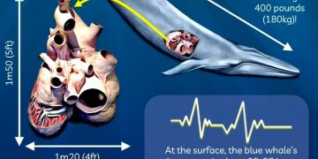 Sự hoàn chỉnh một cách độc đáo của mỗi loài, là bằng chứng phủ nhận thuyết tiến hoá.